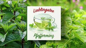Favorite tea - peppermint